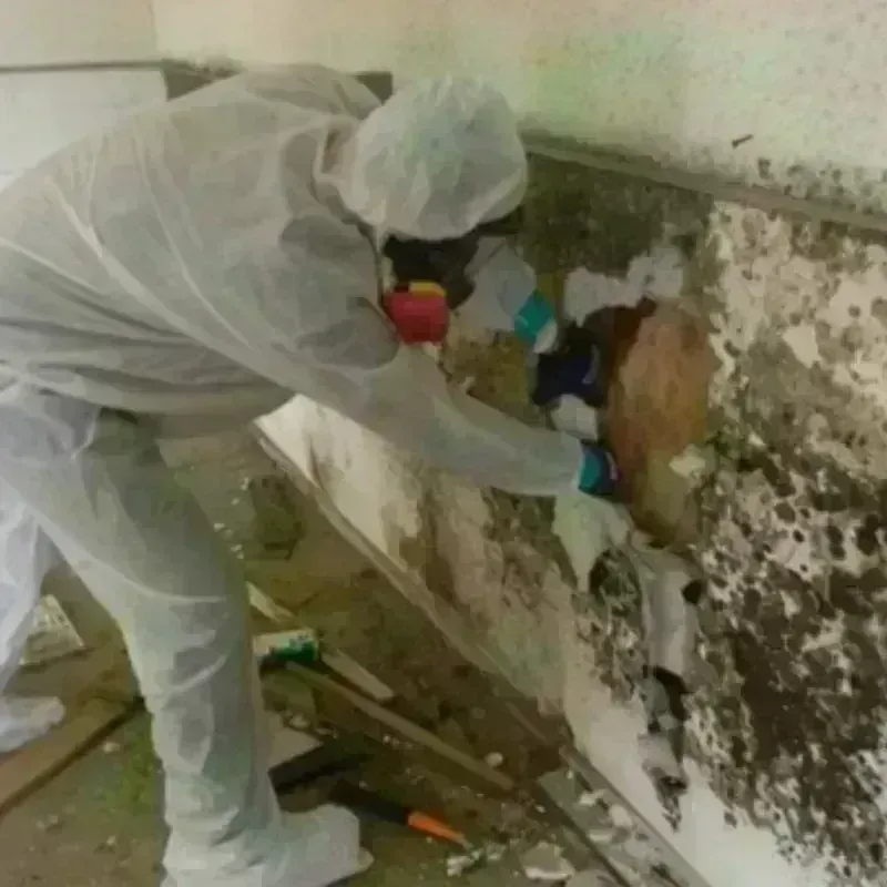 Mold Remediation and Removal in North Auburn, CA